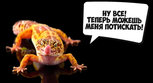 Постер Гекконы. Интерактивное знакомство с Экзотическими животными Постер Гекконы. Интерактивное знакомство с Экзотическими животными