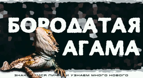 Постер Бородатая Агама. Знакомство с рептилией. Постер Бородатая Агама. Знакомство с рептилией.