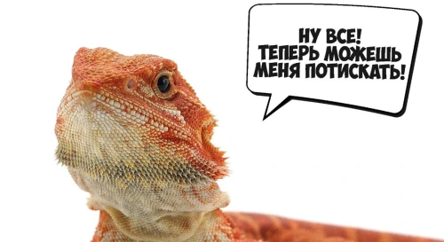 Постер Бородатые агамы. Интерактивное знакомство с Экзотическими животными