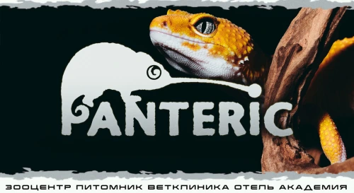 Постер Гекконы. Эублефар и Бананоед. Знакомство с рептилией. Постер Гекконы. Эублефар и Бананоед. Знакомство с рептилией.