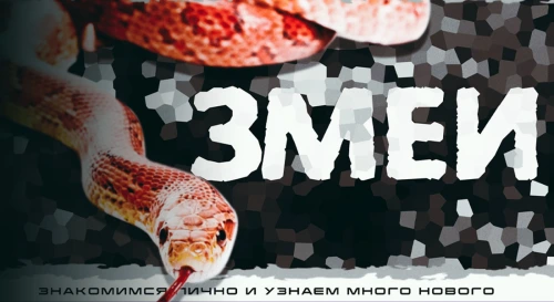 Постер Змеи. Знакомство с рептилией Постер Змеи. Знакомство с рептилией