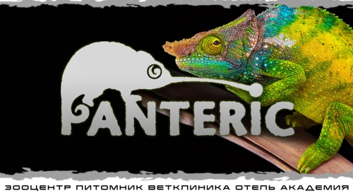 Постер Хамелеоны. Знакомство с рептилией. Постер Хамелеоны. Знакомство с рептилией.