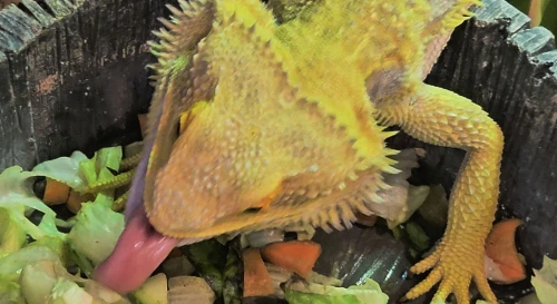 Постер Ланч для Агамы